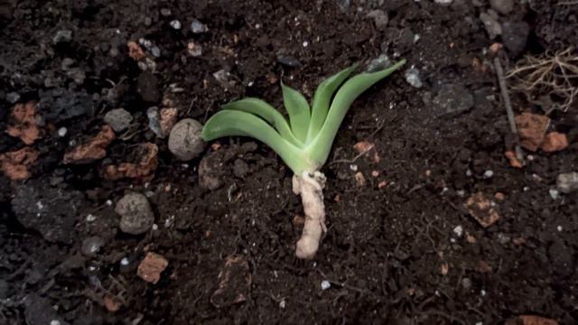 ДЕСЯТЫЙ МИНИСАДИК ИЗ ДЕСЯТИ 🌵🪨 ВЕРНЁМСЯ К СУККУЛЕНТНЫМ КОМПОЗИЦИЯМ ОСЕНЬЮ 🎨 смотреть онлайн