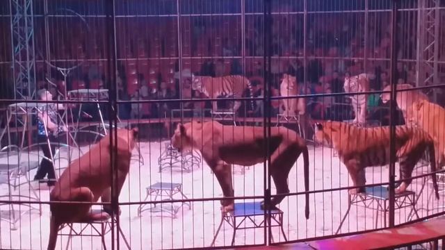 российский цирк. дикие хищники. тигры. бессметная музыка Арно Бабаджаняна. смотреть онлайн