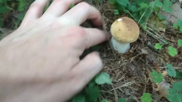 Засушливый август, но удача нам улыбнулась - мы нашли беленькие грибы! 16.08.2022г смотреть онлайн