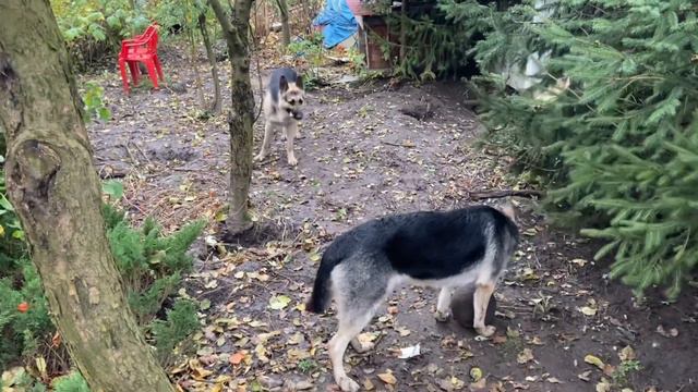 Прекрасная пара овчарок ВЕО . Эрик и Гера . смотреть онлайн
