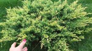 Можжевельник горизонтальный Лайм Глоу ? Описание сорта ? Juniperus horizontalis Lime Glow