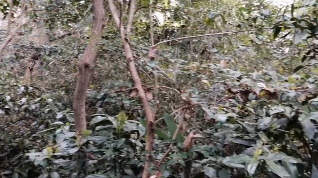 "Япония. Храм Мейдзи Дзингу". Автор: Мингажев А. смотреть онлайн