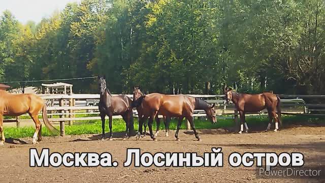 Лошади. смотреть онлайн