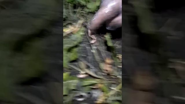 Как найти выползка, червь для рыбалки на сома. смотреть онлайн