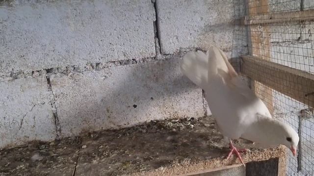 Видео для друзей широкохвостые бакинцы смотреть онлайн