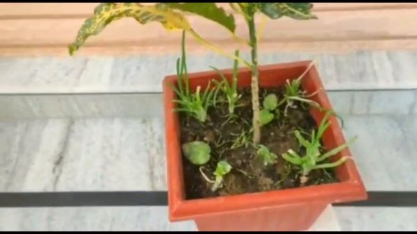 croton plants care||croton plants healthy tips