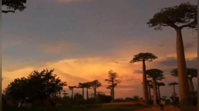 Секвойя. Вечнозелёное дерево. Самое высокое дерево. Баобаб. Баобаб чудо дерево