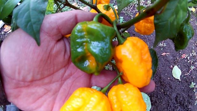 7Pot Nebru. Сверх острый сорт перца смотреть онлайн