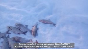 Зимняя рыбалка сетями