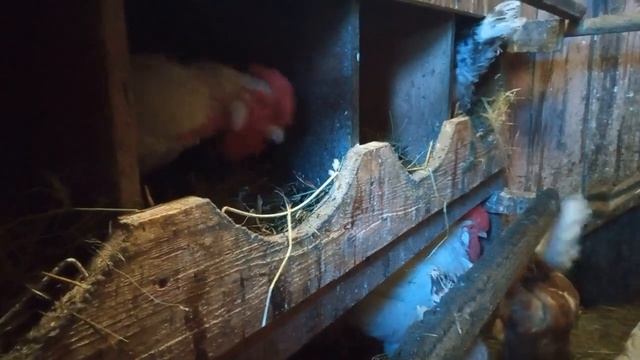 Петька на работе или как петух кур нестись учил! смотреть онлайн