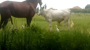 Horse and cow mating, never seen anything like that