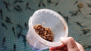 #4 Кормление стерляди живым кормом