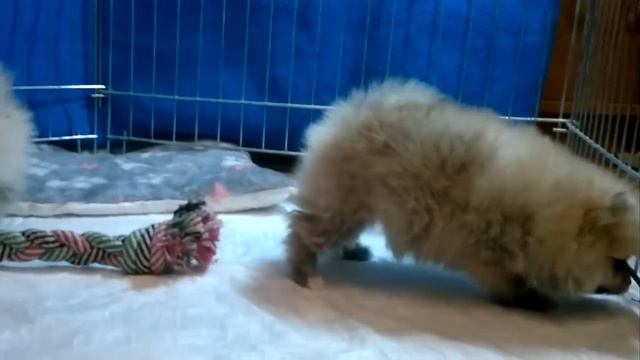 2015 01 17 4825 померанский шпиц 3 смотреть онлайн