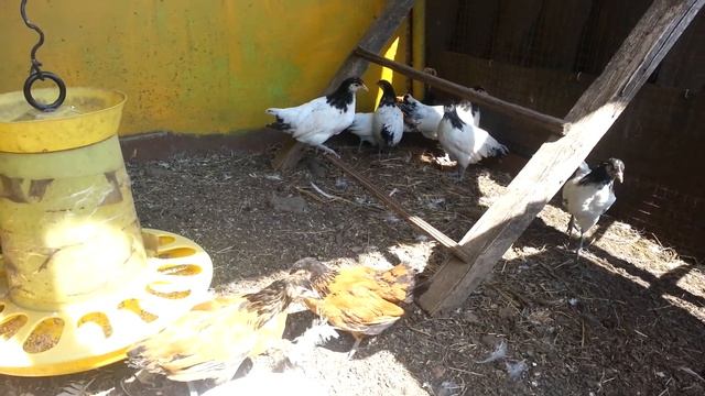 Лакенфельдер форверк июль 2021 смотреть онлайн