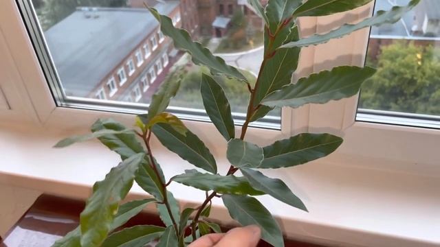 Лавр Благородный. Лавровое растение.