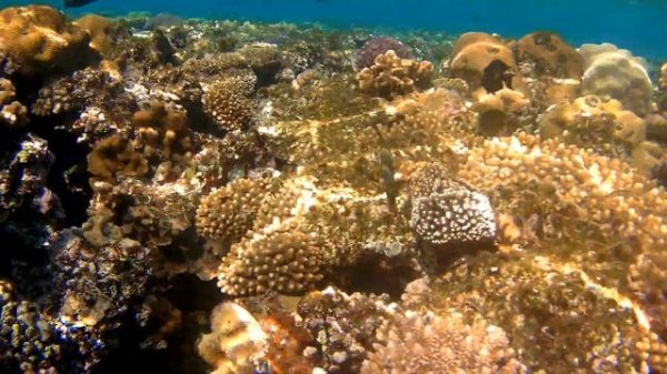 Риф отеля Monte Carlo Sharm el Sheikh