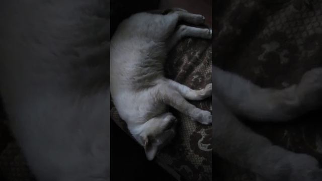 Судороги у котика. смотреть онлайн