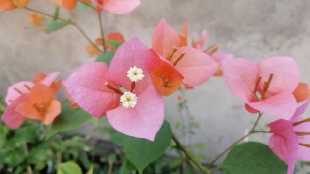 The Wonder of Bougainvillea - Vietnam Mix #toprarebougainvillea смотреть онлайн