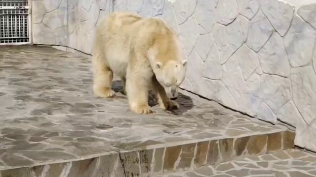 Осень в зоопарке! #ростовскийзоопарк #животные #zoo смотреть онлайн