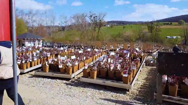 Ramblerrosen Am Pavillon