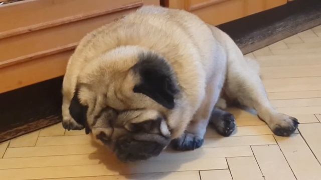 Мопс дремает смотреть онлайн