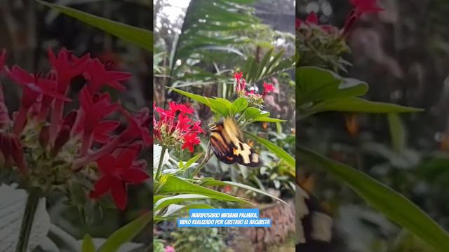 mariposario Nirvana Palmira смотреть онлайн