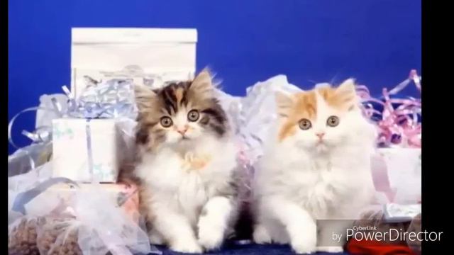 У меня котики на все случаи жизни!😆😆😆 смотреть онлайн