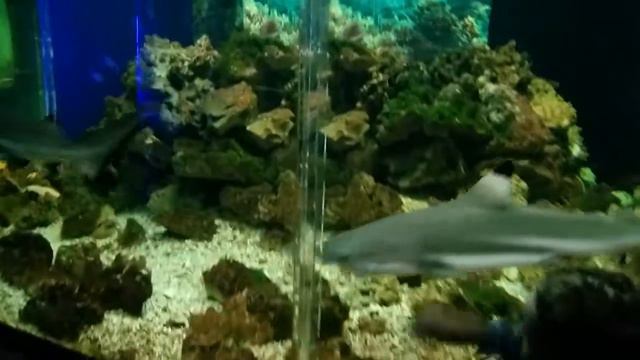 Океанариум Анапа смотреть онлайн