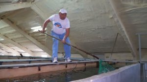 Рыба, ягоды, сыры