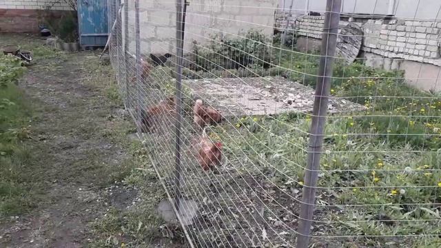 Забор из оцинкованной сетки, делаем сами. смотреть онлайн