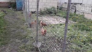 Забор из оцинкованной сетки, делаем сами.