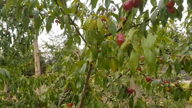 Nectarin Nectared, anul 2 de fructificare смотреть онлайн