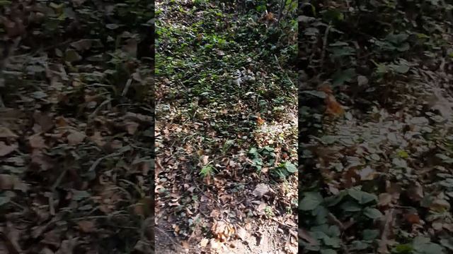 строительный мусор на оопт, 18.09.2023 смотреть онлайн