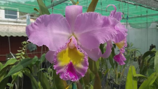 Blc. Pamela Hetherington ‘Coronation’ FCC/AOS смотреть онлайн
