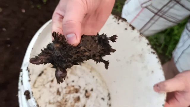 Самый простой и эффективный способ поимки крота. смотреть онлайн