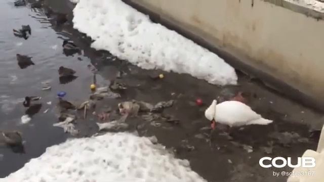 Лебедь чистит озеро от мусора-вам его не жалко? Давайте не загрязнять природу! смотреть онлайн