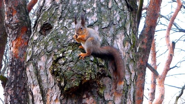 Футаж Белка в Лесу. Лесная Белка. Видео с Белками. Футажи для видеомонтажа. Видеофутажи смотреть онлайн