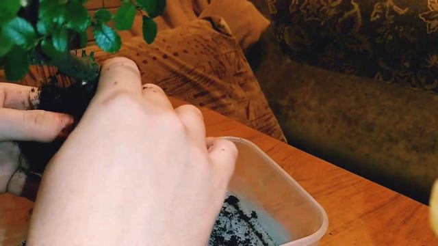 Вяз китайский. Часть 2 - удаляем старый грунт смотреть онлайн