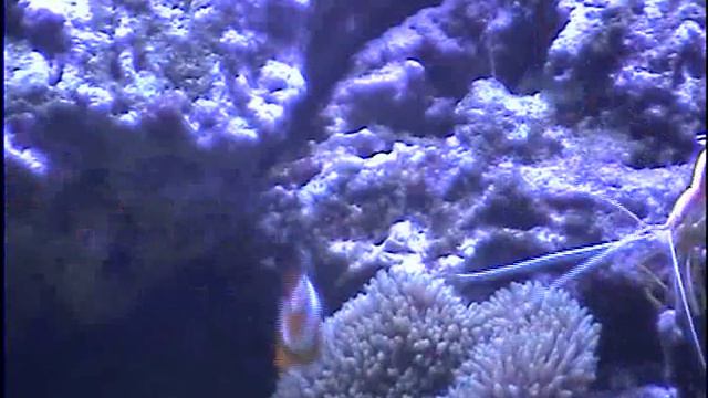 percula feeding anemone смотреть онлайн