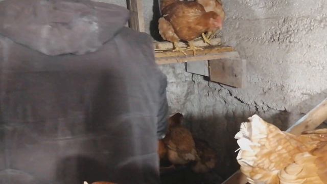 Обустраиваем гнёзда для кур несушек.We equip nests for laying hens. смотреть онлайн