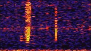 Загадочный звук The Bloop