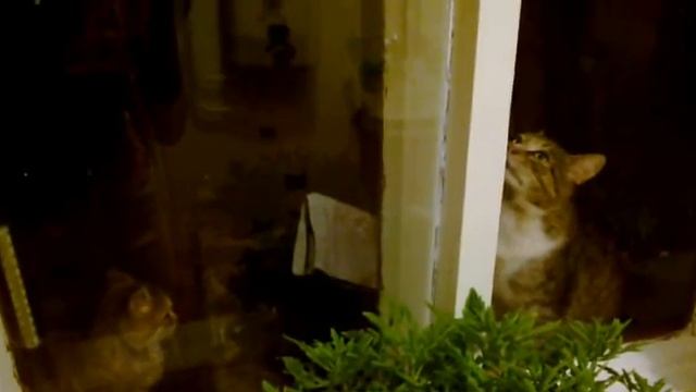 умные животные(кошки и коты) смотреть онлайн