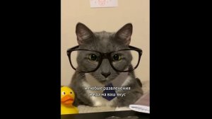 ЕСЛИ БЫ КОТИКИ БЫЛИ В ПСИХУШКЕ - ПРИКОЛЬНЫЕ СИТУАЦИИ В МИРЕ КОТОВ