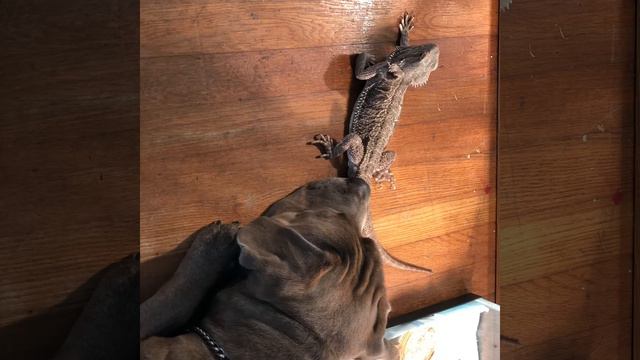 bearded dragon vs pitbull *Gone wrong* смотреть онлайн