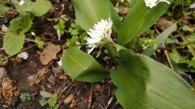 Черемша как она выглядит. Кладезь витаминов. смотреть онлайн