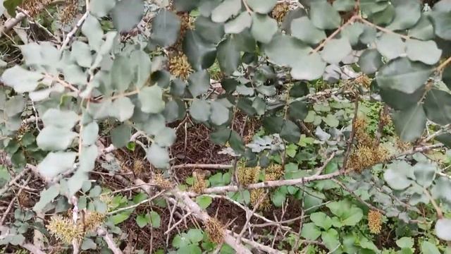 Flora for Honeybees: Carob (Ceratonia siliqua) смотреть онлайн