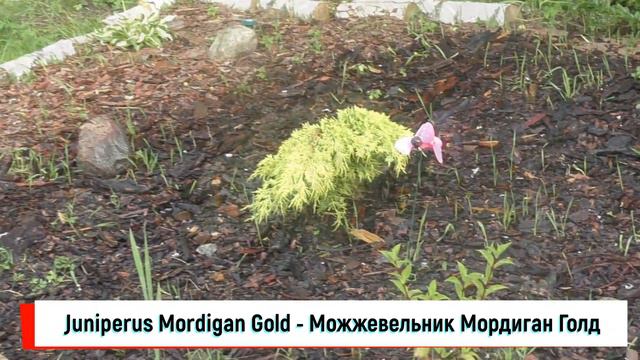 Альпинарию 1.5 месяца, он был сделан на заброшенном участке вместо горы мусора смотреть онлайн