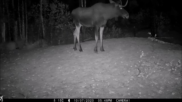 Гон лосей Керженском заповеднике смотреть онлайн