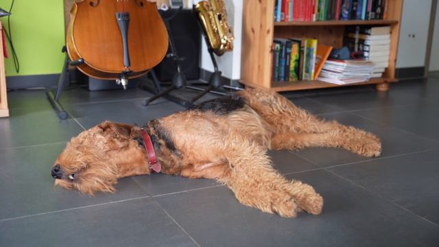 Concerto for Tenor Sax and Airedale pt.1 - Evergreen. Soloist: Thor the Airedale Terrier смотреть онлайн