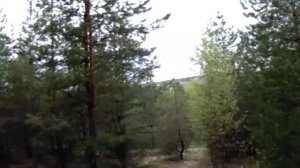Собираем маслята
